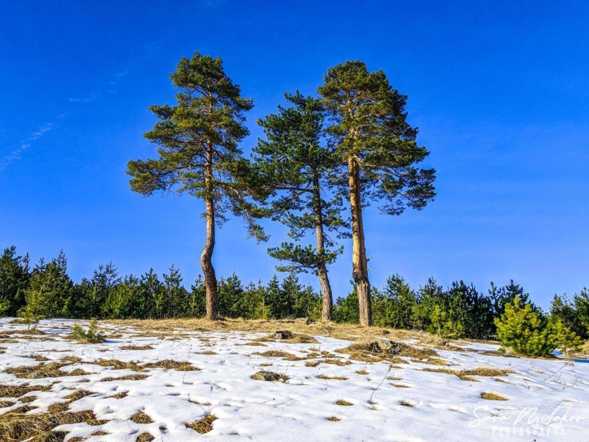 Konstantin & Zlatibor